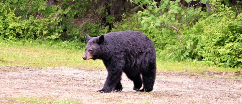As Winter Nears, Black Bears Are Still On The Move In Massachusetts